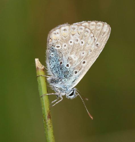 Polyommatus icarus